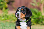 Greater Swiss Mountain Dog Puppy