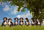 Greater Swiss Mountain Dog Puppies