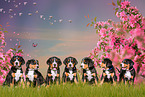 Greater Swiss Mountain Dog Puppies