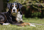 male Great Swiss Mountain Dog