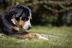 male Great Swiss Mountain Dog