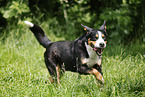 male Great Swiss Mountain Dog