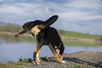 male Great Swiss Mountain Dog