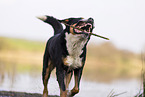 male Great Swiss Mountain Dog