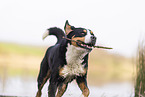 male Great Swiss Mountain Dog