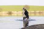 male Great Swiss Mountain Dog