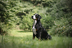 Great Swiss Mountain Dog