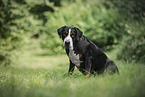 Great Swiss Mountain Dog