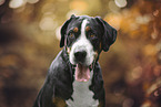 Great Swiss Mountain Dog