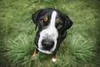 Great Swiss Mountain Dog