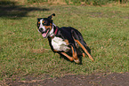 running Great Swiss Mountain Dog