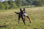 running Great Swiss Mountain Dog