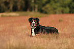 Great Swiss Mountain Dog