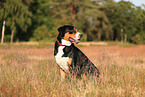 Great Swiss Mountain Dog