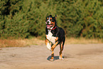 Great Swiss Mountain Dog