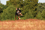 Great Swiss Mountain Dog