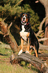 Great Swiss Mountain Dog