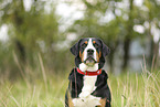 Greater Swiss Mountain Dog