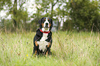 Greater Swiss Mountain Dog
