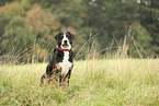 Greater Swiss Mountain Dog