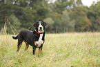 Greater Swiss Mountain Dog