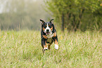 Greater Swiss Mountain Dog