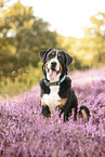 Greater Swiss Mountain Dog
