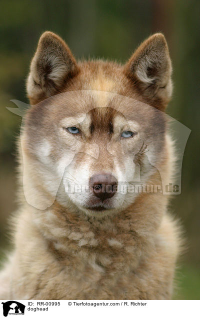 Grnlandhund im Portrait / doghead / RR-00995