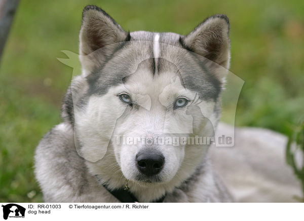 Grnlandhund im Portrait / dog head / RR-01003