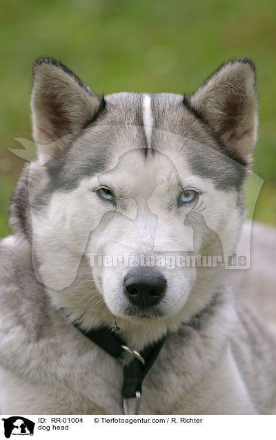 Grnlandhund im Portrait / dog head / RR-01004