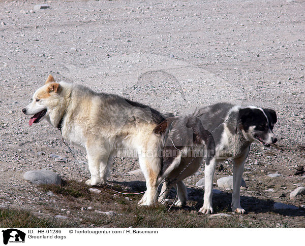 Grnlandhunde / Greenland dogs / HB-01286