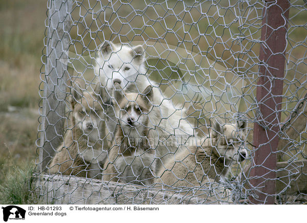 Grnlandhunde / Greenland dogs / HB-01293