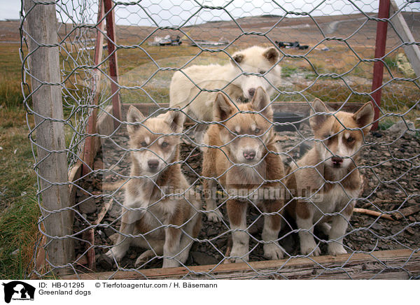 Greenland dogs / HB-01295