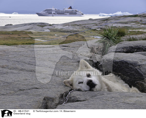 Grnlandhund / Greenland dog / HB-01541
