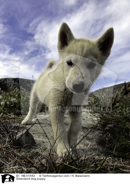 Grnlandhund Welpe / Greenland dog puppy / HB-01542