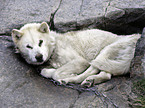 Greenland dog