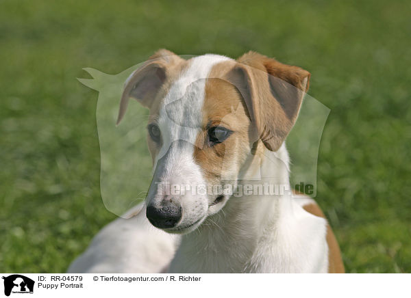 Greyhound Welpe / Puppy Portrait / RR-04579