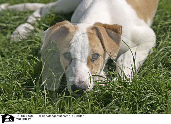 liegender Greyhound Welpe / lying puppy / RR-04580