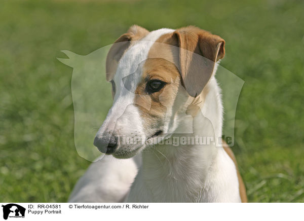 Greyhound Welpe / Puppy Portrait / RR-04581