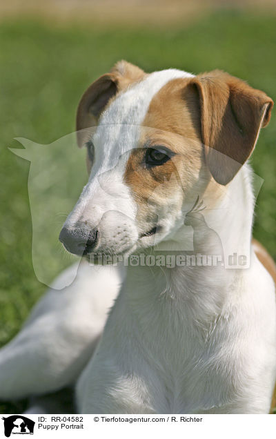 Greyhound Welpe / Puppy Portrait / RR-04582