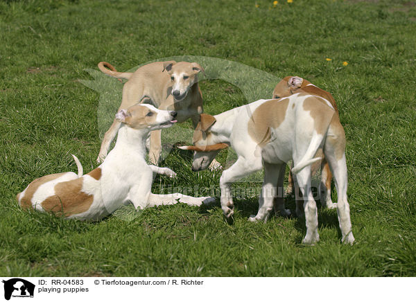 spielende Greyhound Welpen / playing puppies / RR-04583