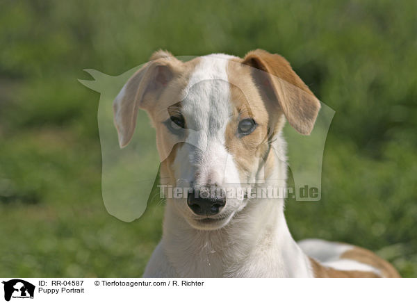 Greyhound Welpe / Puppy Portrait / RR-04587