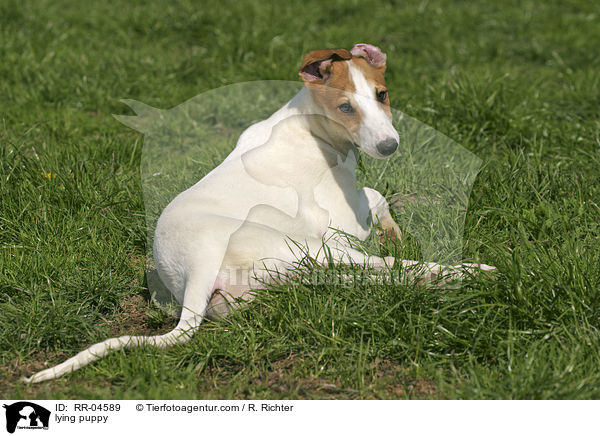 liegender Greyhound Welpe / lying puppy / RR-04589