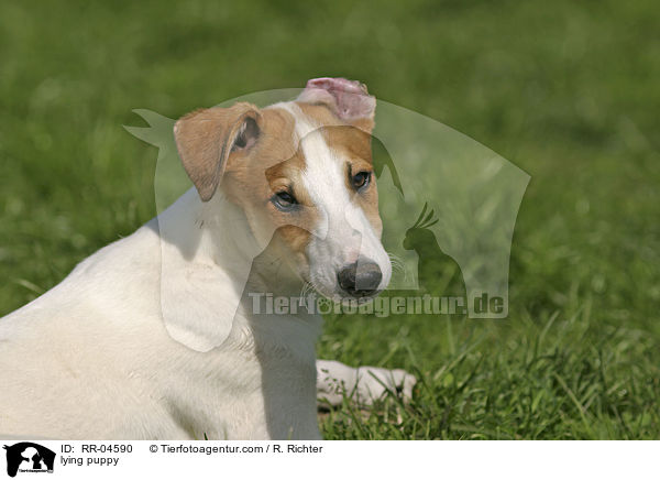 liegender Greyhound Welpe / lying puppy / RR-04590