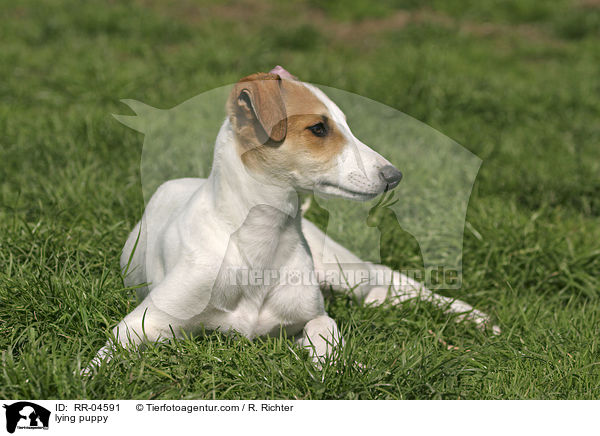 liegender Greyhound Welpe / lying puppy / RR-04591