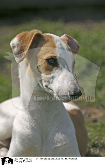 Greyhound Welpe / Puppy Portrait / RR-04593