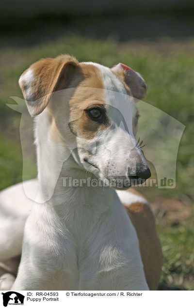 Greyhound Welpe / Puppy Portrait / RR-04593