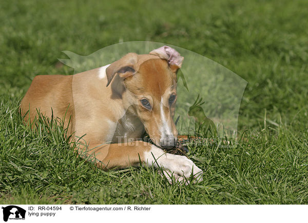 liegender Greyhound Welpe / lying puppy / RR-04594