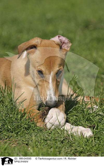 liegender Greyhound Welpe / lying puppy / RR-04595