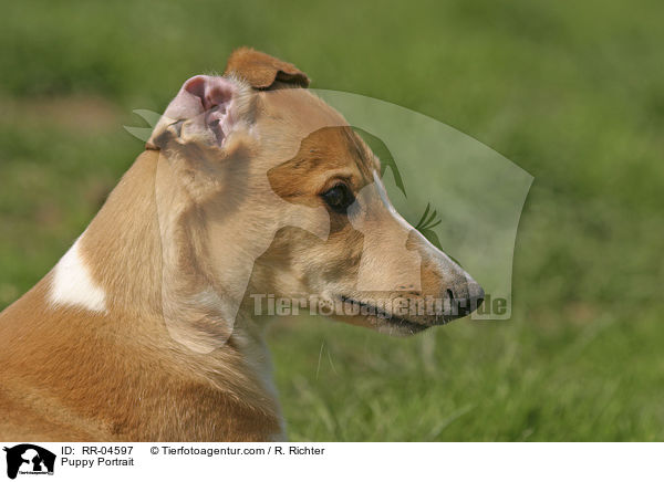 Greyhound Welpe / Puppy Portrait / RR-04597